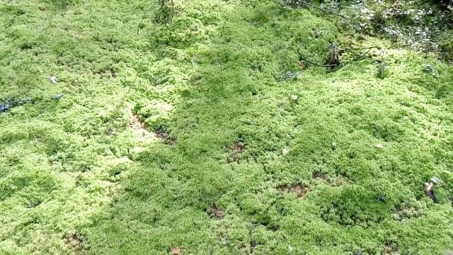 Сфагнум.Растёт ли он в лесу или только на болоте. смотреть онлайн