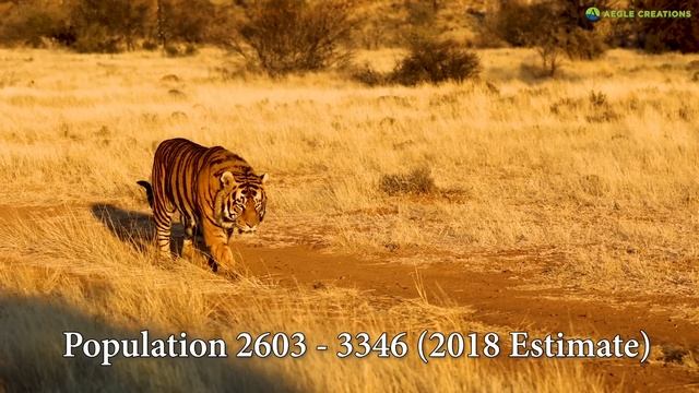 Largest Tiger in the World смотреть онлайн