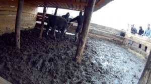 ТЕЛЯТА ПРОДАЖА ?_Бычки на мясо как бизнес идея. Мы пробурили скважину!