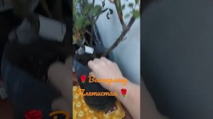 Посылка из Крыма, на сайте Крымский дачник ? отличные саженцы #огород #рассада #цветы #дачные #розы