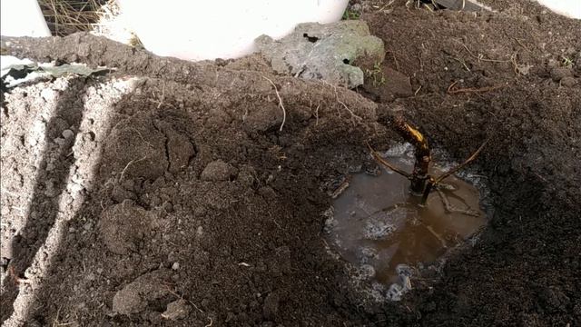 Раскрытие инжира после зимовки в теплице и в земле под снегом. смотреть онлайн