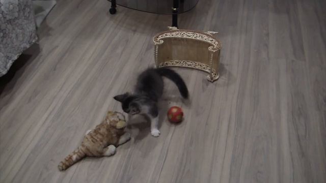 Как мы с котиком в футбол играем. смотреть онлайн
