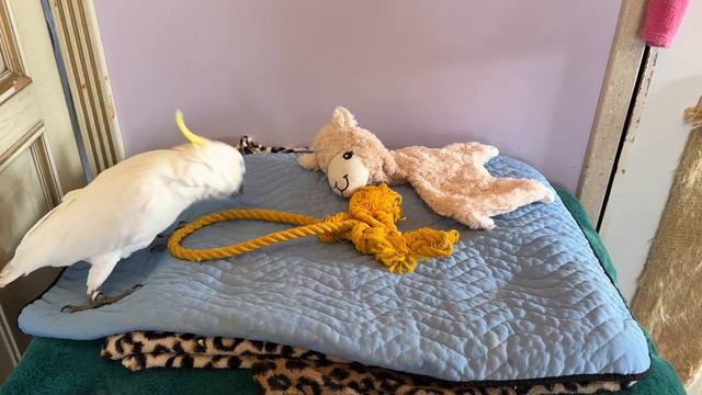 Charlie the parrot and the sheep: unusual walking partners смотреть онлайн