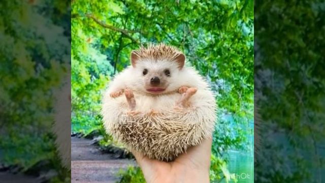 Артикуляционная гимнастика с ёжиком для звуков «ш», «ж».Учитель-логопед Митрохина Е.Л. смотреть онлайн