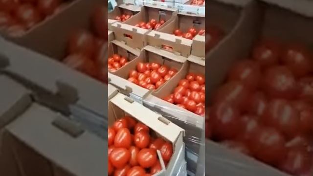 томаты Сливка оптом, 43 ₽ смотреть онлайн