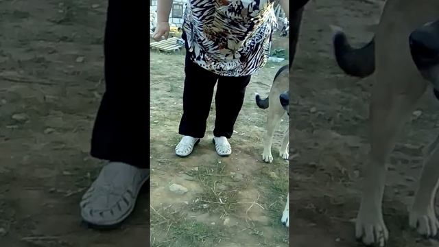 Собака дёргает нагой смотреть онлайн