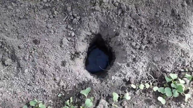 Посадка помидор в теплице. Как Высадить томаты в теплице 2 мая 2020 года. Что положить в лунку... смотреть онлайн