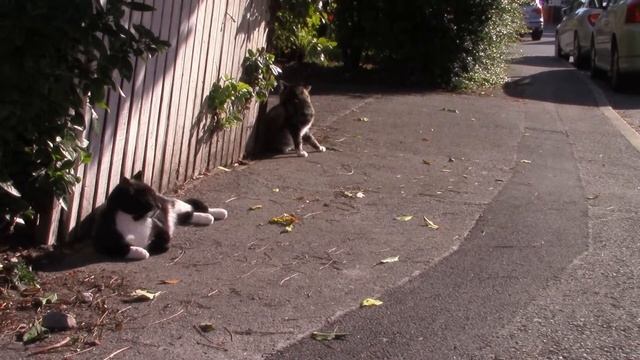 CAMERA TEST MP4 CANON LEGRIA HF R606 смотреть онлайн