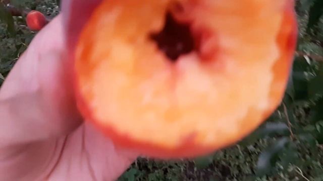 Персик Флеминг Фьюри (Flamin Fury) PF 24-007 28.08.2021 смотреть онлайн