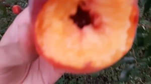 Персик Флеминг Фьюри (Flamin Fury) PF 24-007  28.08.2021