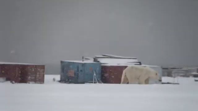 Белые медведи остров Котельный смотреть онлайн