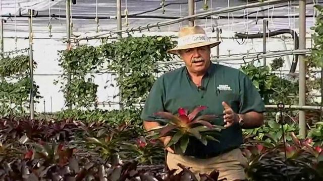 Bromeliad Neoregelia Care Instructions.avi смотреть онлайн