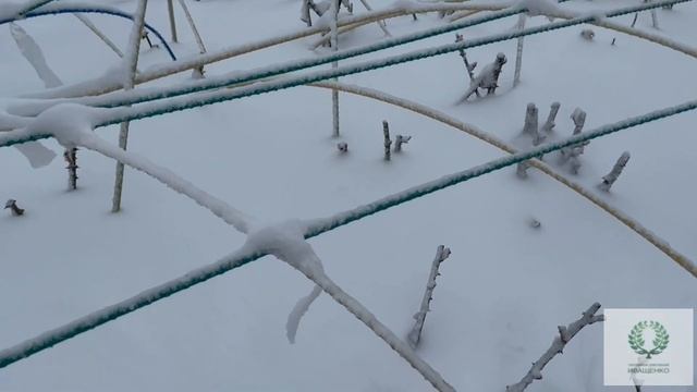 Молодые побеги роз в снегу. Что делать (апрель`2022). Питомник ? и ? Е. Иващенко смотреть онлайн