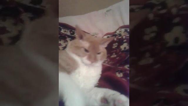 Что делаиь если кот разгрыз зарядник смотреть онлайн