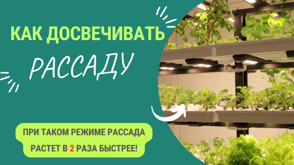 Как досвечивать рассаду? При таком режиме рассада растет быстрее!