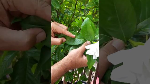 How To Care For Gardenias