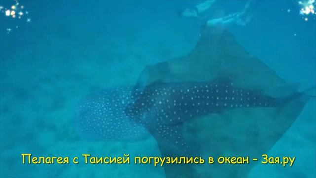 Певица Пелагея плавала с дочерью со скатами. Новые видео 2021 смотреть онлайн