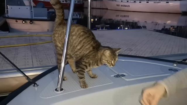 Кошка на лодке смотреть онлайн