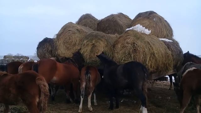 Содержание ЛОШАДЕЙ зимой. смотреть онлайн