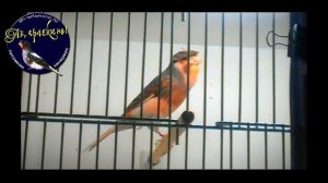 Пение канарейки португальский арлекин. Питомник канареек  "Ах, арлекино!", г.Москва