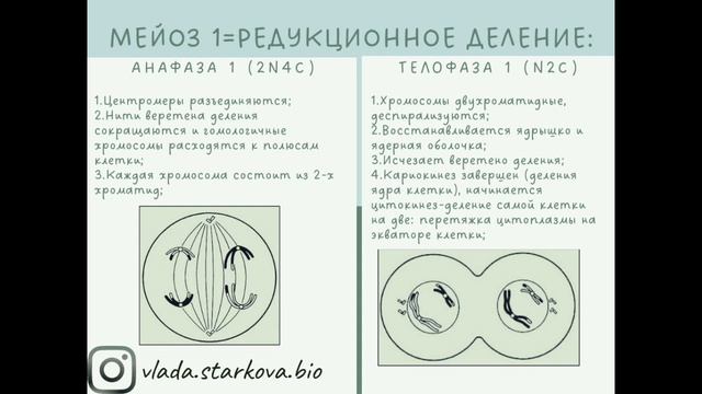 МЕЙОЗ/деление клетки/ЕГЭ БИОЛОГИЯ смотреть онлайн