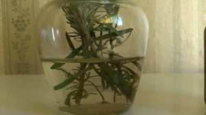 Лаванда пробую черенки укоренить в воде