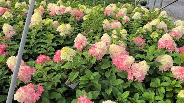 Hydrangea Quick Fire Fab®?(Panicle Hydrangea) / Plus 