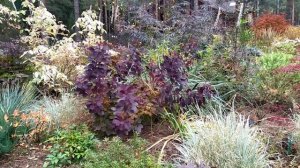 Растения нашего сада, декоративные в октябре