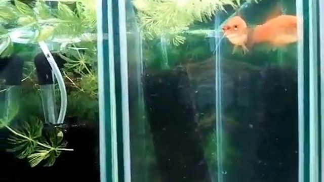 Аэрлифтный фильтр для аквариума смотреть онлайн