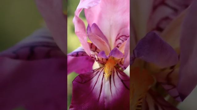 Ирисы ручной работы из флористической полимерной глины (холодный фарфор)