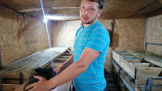 ВЕС КРОЛИКОВ В 3.5 МЕС. КРОЛИКОВОДСТВО В БЕЛАРУСИ смотреть онлайн