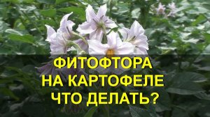 ФИТОФТОРА НА КАРТОФЕЛЕ ЧТО ДЕЛАТЬ? Чем обработать картофель от фитофторы? Вредители картофеля