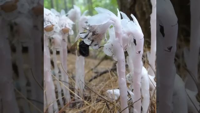 Цветы приведенья. Им не нужен свет. смотреть онлайн