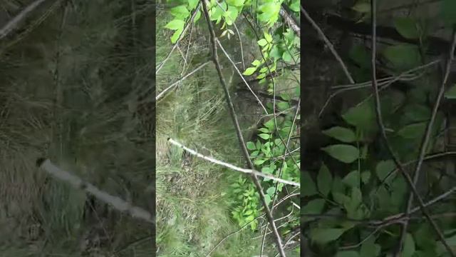 06.06.20 Таловский район. Посёлок Солонцовка. смотреть онлайн