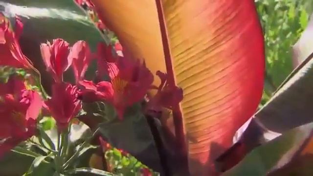 Gardeners' World - 2022 Episode 92 смотреть онлайн