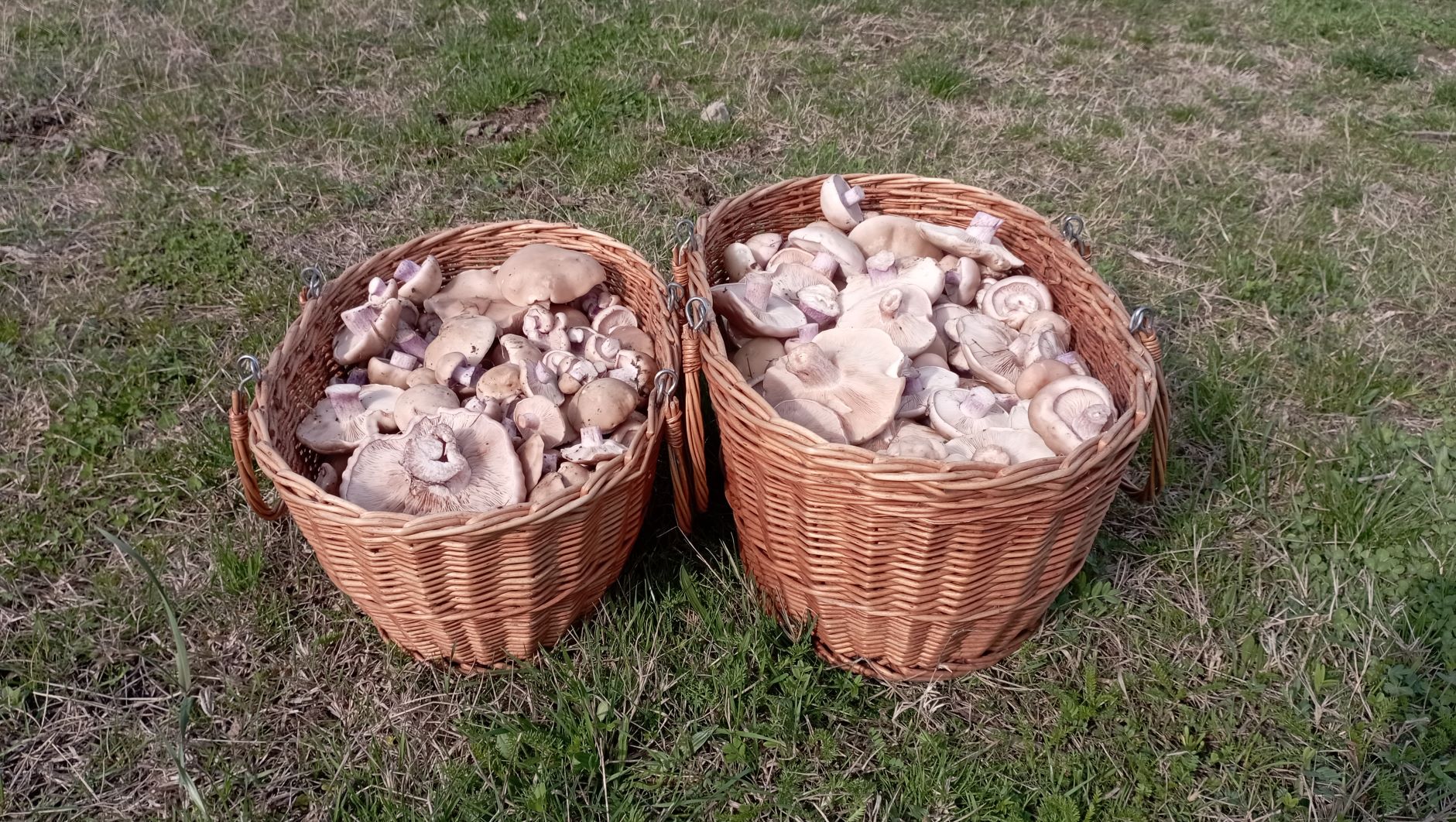 По грибы 24 марта 2023 года. Если долго мучаться, то 35 литров синеножки получится! смотреть онлайн