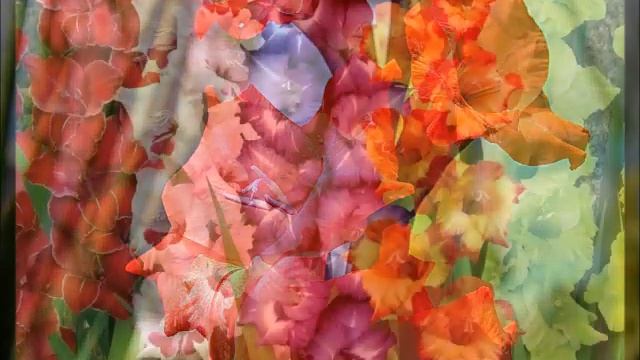 Лучшая инструкция по выращивание гладиолусов смотреть онлайн