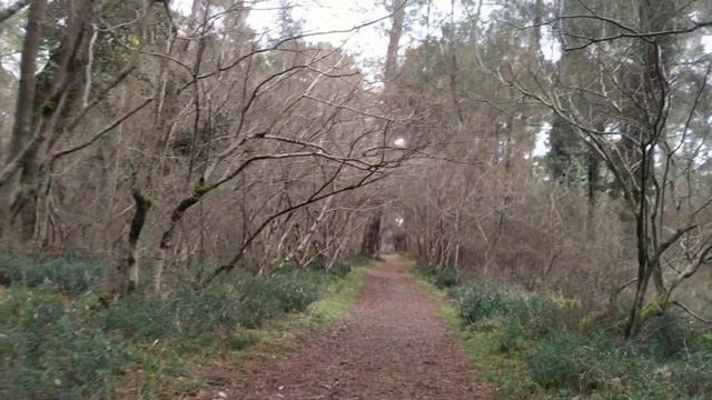 Пицундский заповедник февраль 2024 часть 14 смотреть онлайн