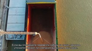 Как перевозить крупную собаку?