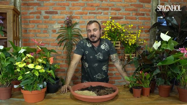 Como Fazer Seu ANTÚRIO Crescer, Florescer E Ficar Livre De Pragas | 3 Dicas Infalíveis