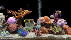 Лучший расслабляющий аквариум в Full HD. Аквариумные рыбки. Медитация. Релакс.mp4