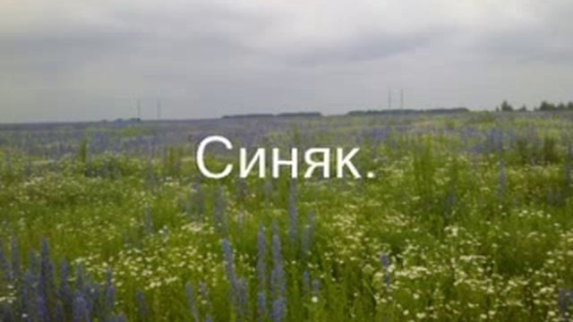 Синяк медонос