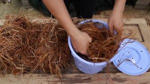 Выращивание грибов-вешенка в пластиковых ведрах