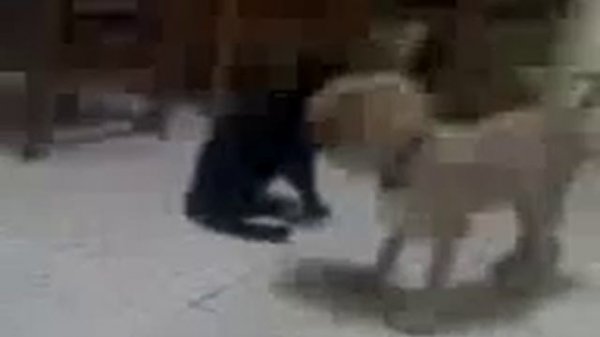 animales graciosos perro contra gato2 funy pets.3gp