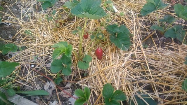 Клубника Купчиха(земклуника). Первое впечатление о КУПЧИХЕ смотреть онлайн
