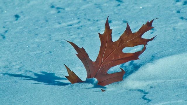 Поздняя осень, грачи улетели.