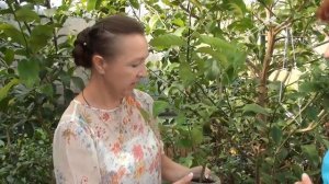 Выращиваем Павловский лимон. Сайт "Садовый мир"