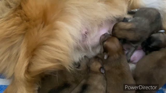 6 очаровательных малышей щеночков шпица смотреть онлайн