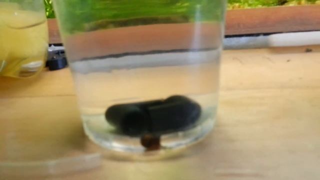 малек неона 4 недели смотреть онлайн