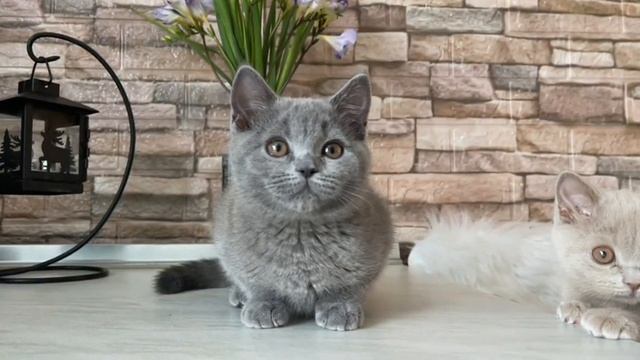 British Shorthair kitten Feja 3 month old смотреть онлайн